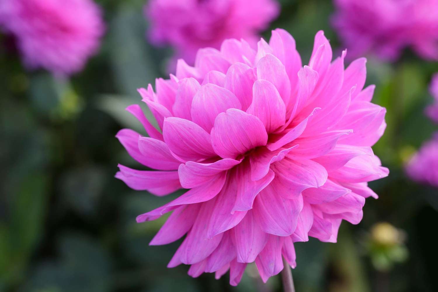 Dahlie 'Karma Lagoon'